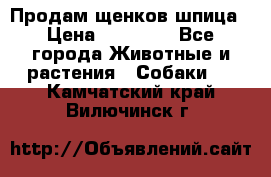 Продам щенков шпица › Цена ­ 20 000 - Все города Животные и растения » Собаки   . Камчатский край,Вилючинск г.